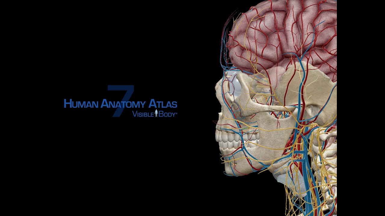 human anatomy atlas for pc